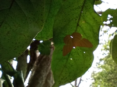 Astraeodes areuta