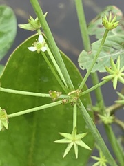 Damasonium minus