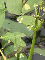 Damasonium minus