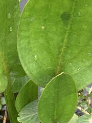 Damasonium minus