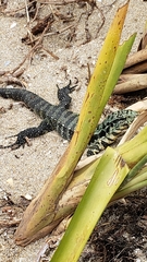 Salvator merianae