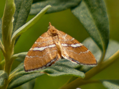 Chrysolarentia leucozona
