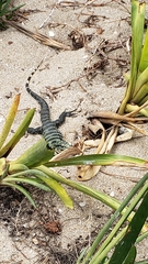 Salvator merianae