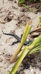 Salvator merianae