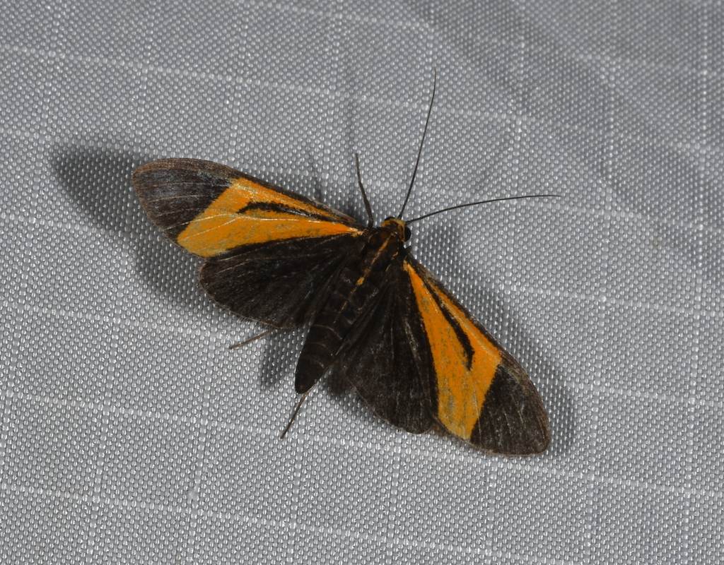 Semniomima anubisalis