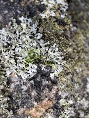 Physcia phaea