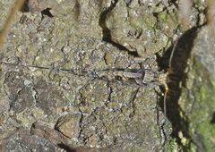 Meinertellidae