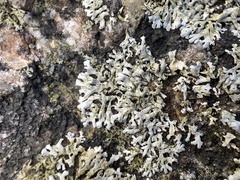 Physcia phaea