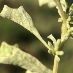 Atriplex acutibractea