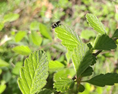 Adela septentrionella