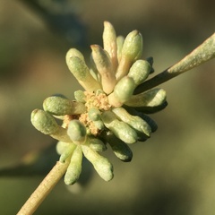 Atriplex acutibractea