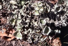 Hypogymnia mundata