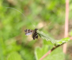 Adela septentrionella