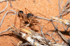 Myrmecia desertorum