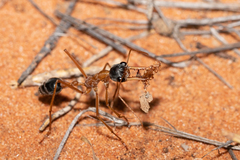Myrmecia desertorum