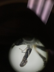 Platycheirus stegnus