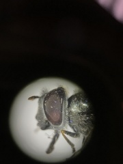 Platycheirus stegnus