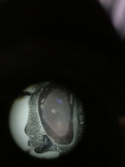 Platycheirus stegnus