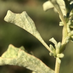 Atriplex acutibractea