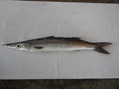 Sphyraena guachancho