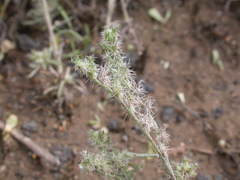 Cryptantha scoparia