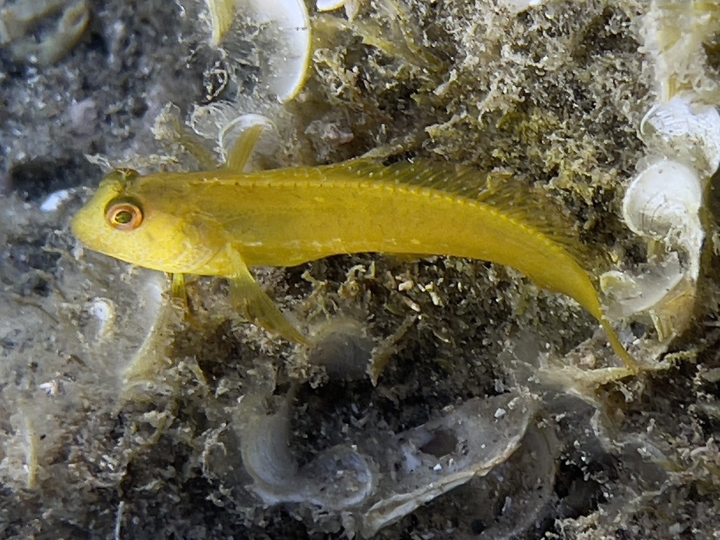 Ringneck blenny (Parablennius pilicornis) — Blenniidae