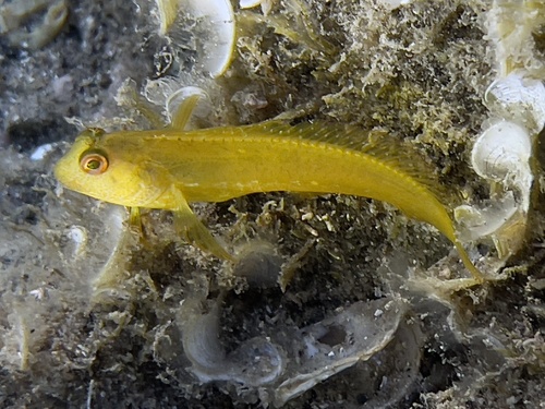 Ringnek-slijmvis (Parablennius pilicornis) — Blenniidae