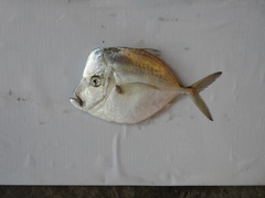 Selene setapinnis