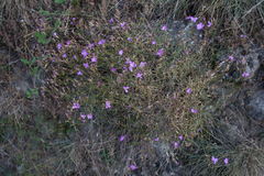 Dianthus graniticus