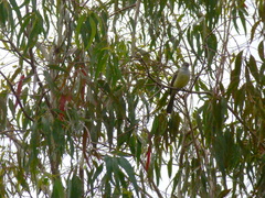 Myiarchus cephalotes