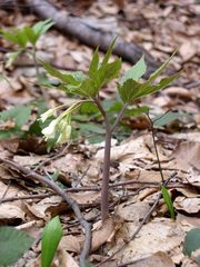 Cardamine enneaphyllos
