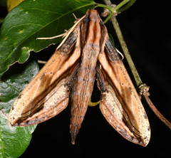 Xylophanes xylobotes
