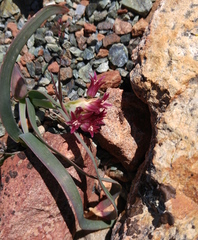 Allium falcifolium