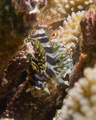 Dendrochirus barberi