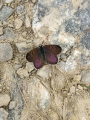Lycaena boldenarum