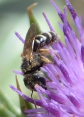 Halictus ligatus