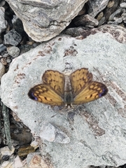 Lycaena boldenarum