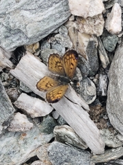 Lycaena boldenarum