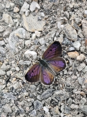 Lycaena boldenarum