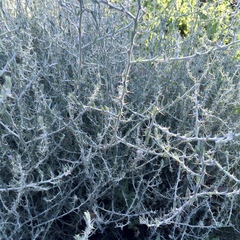 Sclerolaena muricata muricata