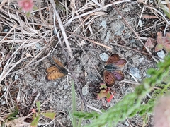 Lycaena boldenarum