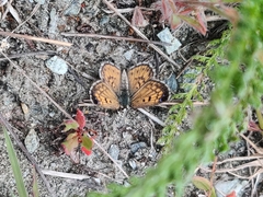 Lycaena boldenarum