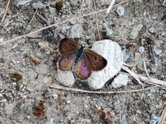 Lycaena boldenarum