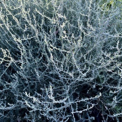 Sclerolaena muricata muricata