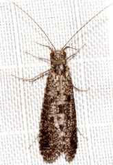 Hydropsyche bronta
