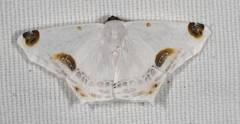 Sericoptera