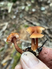 Laccaria nobilis