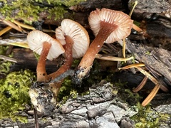 Laccaria nobilis