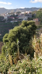 Olea europaea cerasiformis