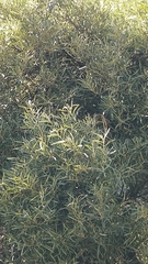Olea europaea cerasiformis